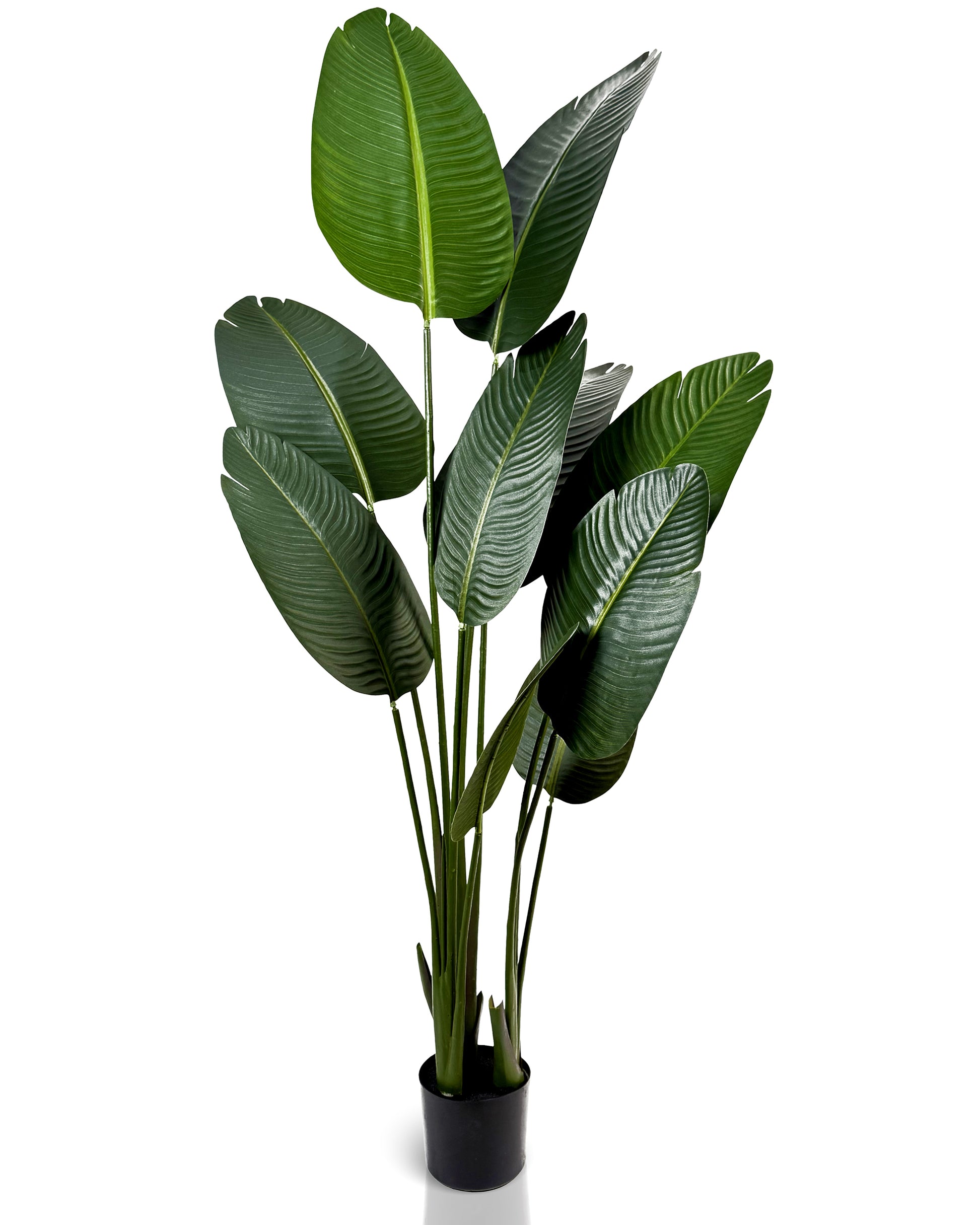IvoQ Strelitzia Kunstplant 160 cm-IvoQ